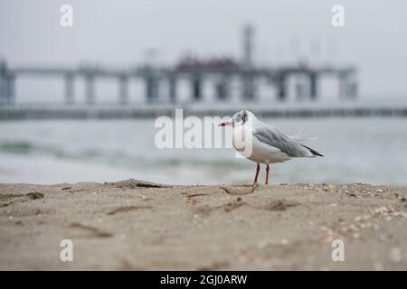 Koserow, Germania. 4 settembre 2021. In un tempo piuttosto cupo un giovane gabbiano dalla testa nera si siede sulla spiaggia di fronte al molo Koserow. Credit: Kira Hofmann/dpa-Zentralbild/dpa/Alamy Live News Foto Stock