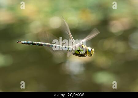 Southern Hawker Dragonfly (Aeshna cyanea) in volo, Regno Unito Foto Stock