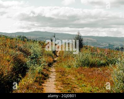 Deforestazione e gestione della foresta monocoltura nelle Highlands scozzesi del Parco nazionale di Cairngorm. Foto Stock