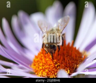 Particolare dell'ape o dell'ape in latino Apis mellifera, dell'ape di miele europea o occidentale seduta sul fiore viola o blu Foto Stock