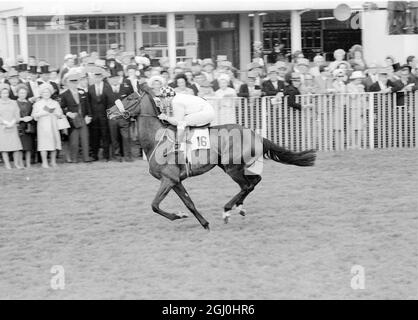 Epsom, Surrey, Inghilterra: L'australiano Jockey George Moore, che ha vinto i vincitori delle 1,000 e 2,000 guineas a Newmarket all'inizio di quest'anno, ha vinto il famoso Epsom Derby Classic di oggi. La duchessa di Gloucester e la Regina Madre) sulla strada per le bancarelle di partenza era stato utilizzato per il Derby. Moore cattura un classico da €61,918 con una distanza di 2 1-2 di lunghezza rispetto al suo avversario più vicino. 7 giugno 1967 Foto Stock