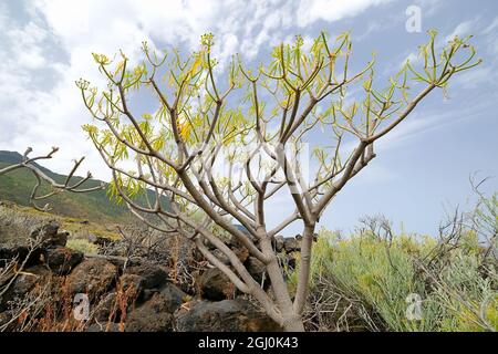 Balsam spurge sul deserto vulcanico e di pietra asciutta di El Hierro, Isole Canarie. Foto Stock