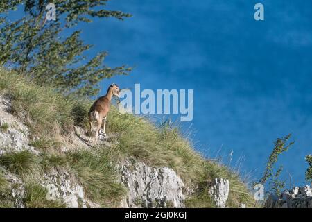 Femmina europea di mouflon con lago sullo sfondo (Ovis aries musimon) Foto Stock