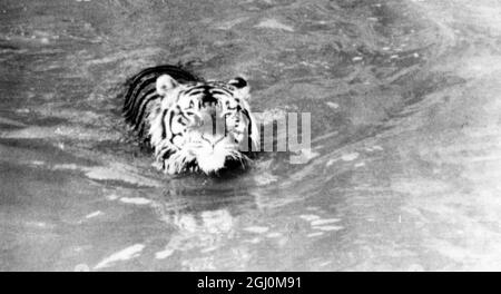 San Francisco California Mike The Tiger ha un nuovo atto allo Zoo dopo la pioggia pesante in California che ha riempito il suo fossato ora si tuffa e nuota intorno a marzo 1958 Foto Stock