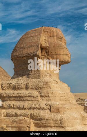 Africa, Egitto, al Cairo. Altopiano di Giza. Grande Sfinge di Giza davanti alla Grande Piramide di Giza. Foto Stock