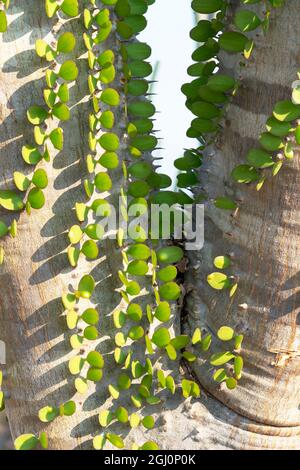 Africa, Madagascar Spiny Forest, Anosy. Madagascar ocotillo pianta con le loro foglie germogliando direttamente dai loro tronchi. Foto Stock