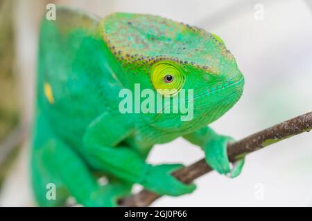 Africa, Madagascar, ad est di Tana, Marozevo, Peyrieras Reptile Reserve. Ritratto di un camaleonte di Parson. Foto Stock