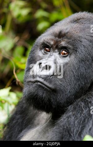 L'Africa, il Ruanda, il Parco Nazionale dei Vulcani, gorilla di montagna, Gorilla beringei beringei. Ritratto di un silverback gorilla di montagna. Foto Stock