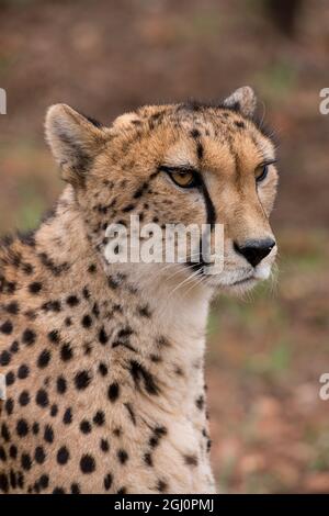 Sudafrica, Pretoria, De Wildt Shingwedzi Cheetah & Wildlife Preserve & Ann van Dyk Cheetah Center. Cheetah (Captive, in lista a rischio, Acinonyx j Foto Stock