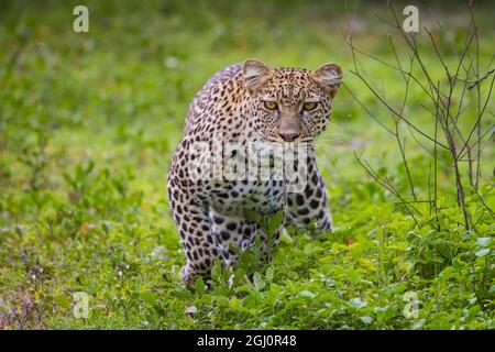 L'Africa. Tanzania. African leopard (Panthera pardus) stalking preda nel Serengeti NP. Foto Stock