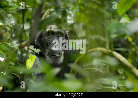 Africa, Uganda, Parco Nazionale di Kibale, progetto Ngogo Chimpanzee. Uno scimpanzé maschio ascolta e controlla i suoi dintorni da dietro una fitta vegetazione. Foto Stock