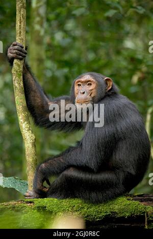 Africa, Uganda, Parco Nazionale di Kibale, progetto Ngogo Chimpanzee. Un giovane scimpanzé adulto ascolta e anticipa l'arrivo di altri scimpanzé nel suo co Foto Stock