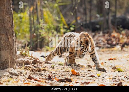 India, Madhya Pradesh, Bandhavgarh National Park. Un cucciolo di tigre bengala alla ricerca di qualcosa da spoldare. Foto Stock