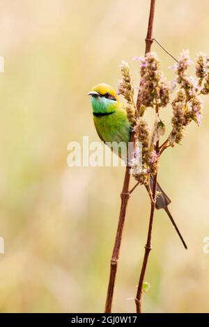 India, Madhya Pradesh, Parco Nazionale di Kanha. Un apicologio verde che perch su un gambo di erba. Foto Stock