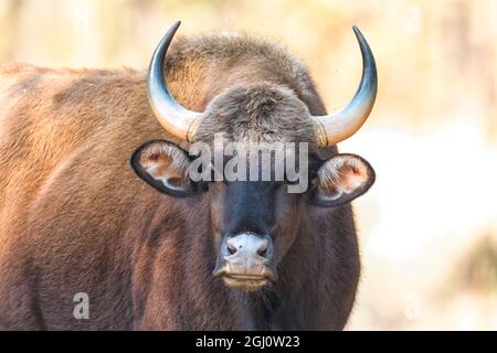 India, Madhya Pradesh, Parco Nazionale di Kanha. Ritratto di una mucca di gauro. Foto Stock