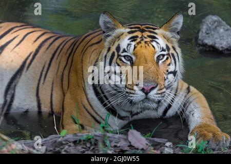 Asia. India. Maschio di tigre del Bengala (Pantera tigri tigri) si gode il fresco di un foro per l'acqua a Kanha riserva della tigre. Foto Stock