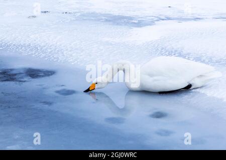 Asia, Giappone, Hokkaido, Lago di Kussharo, Cygnus cygnus. Un cigno whooper beve acqua mentre si siede sul bordo del ghiaccio. Foto Stock