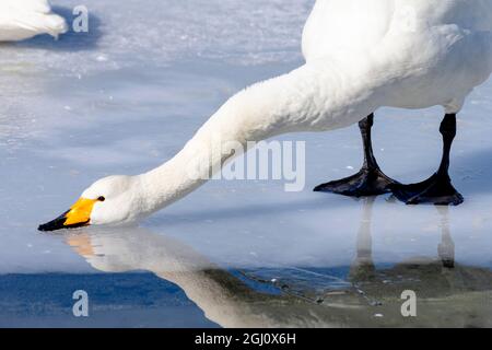 Asia, Giappone, Hokkaido, Lago di Kussharo, Cygnus cygnus. Un cigno whooper beve dall'acqua fusa sopra il ghiaccio. Foto Stock