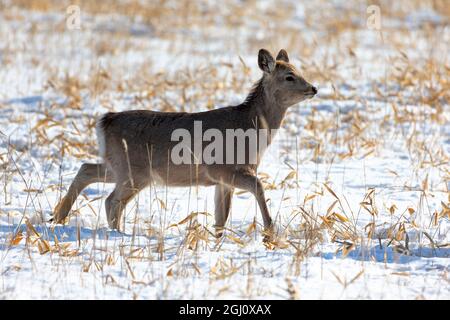 Asia, Giappone, Hokkaido, Penisola di Shiretoko, nei pressi di Rausu, Cervo sika, Cervus Nippon. Una femmina del cervo corre nel campo. Foto Stock