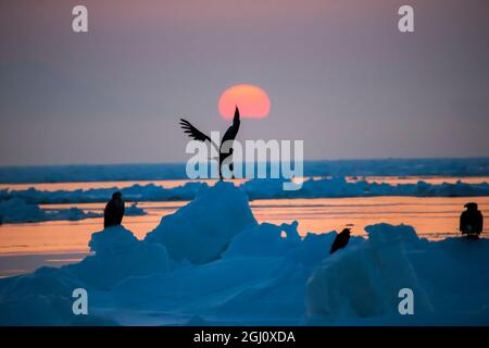 Asia, Giappone, Hokkaido, Rausu, aquila marina di Steller, Haliaeetus pelagicus. Un'aquila di mare di Steller si toglie dal ghiaccio con il sole che sorge sul dorso Foto Stock