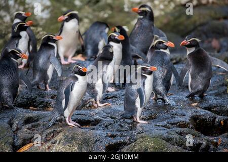 Nuova Zelanda, isole Snares (insidie) aka Heke Tini. Le rare specie endemiche delle insidie pinguino crestato (WILD: Eudyptes robustus). Foto Stock