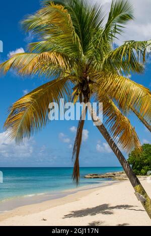 Spratto Spiaggia Hall, St. Croix, Isole Vergini americane. Foto Stock