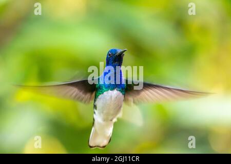 Caribbean, Trinidad, Asa Wright Nature Center. Hovering di colibrì jacobin maschio a collo bianco. Credit as: Cathy and Gordon Illg / Jaynes Gallery / Dan Foto Stock