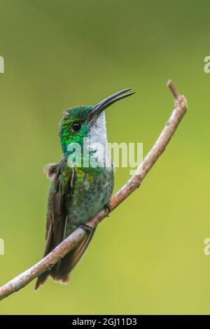 Caribbean, Trinidad, Asa Wright Nature Center. Colibrì smeraldo bianco sull'arto. Credit as: Cathy and Gordon Illg / Galleria Jaynes / DanitaDe Foto Stock