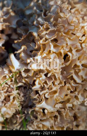 Sparassis (detto anche fungo cavolfiore, Brain Fungus) - siedzuń Foto Stock