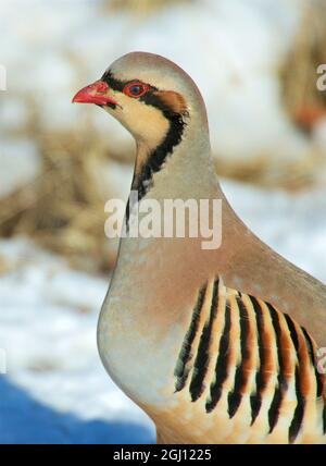 Originario dell'Eurasia meridionale, il Chukar fu introdotto nel Nord America come uccello da caccia. Un bel po' di cannella e pernice grigio con s impressionante Foto Stock