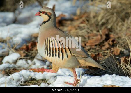 Originario dell'Eurasia meridionale, il Chukar fu introdotto nel Nord America come uccello da caccia. Un bel po' di cannella e pernice grigio con s impressionante Foto Stock