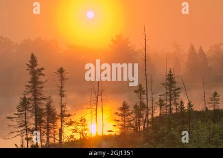 Canada, Ontario, Torrance Barrens Dark-Sky Preserve. Alba nebbia sulla foresta. Credit as: Mike Grandmaison / Jaynes Gallery / DanitaDelimont. com Foto Stock