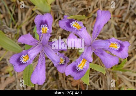 Canada, Ontario, Tobermory. Nana lago iris fiore primo piano. Foto Stock