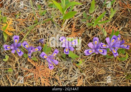 Canada, Ontario, Tobermory. Nana lago iris fiore primo piano. Foto Stock