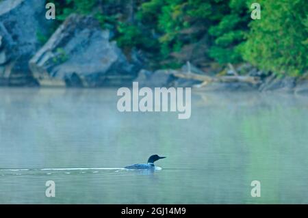 Canada, Ontario, Longlac. Comune loon nuoto sul lago. Foto Stock