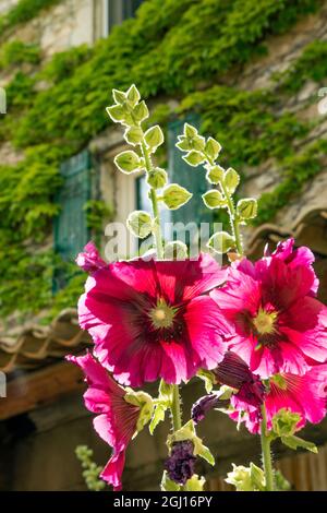 I fiori di Hollyhocks fioriscono nella regione della Provenza del sud della Francia. Foto Stock