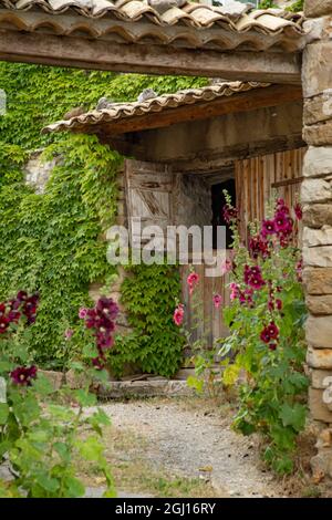 I fiori di Hollyhocks fioriscono nella regione della Provenza del sud della Francia. Foto Stock