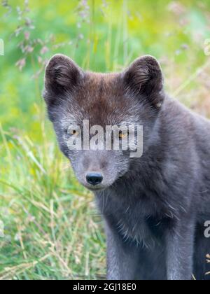 Volpe artica (Vulpes lagopus, Alopex lagopus), Isole Melrakkasetur, Westfjords, Islanda. Foto Stock