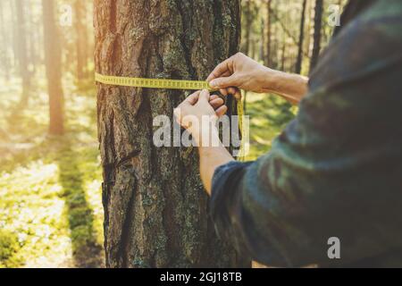 deforestazione e valutazione forestale - uomo che misura la circonferenza di un albero con un nastro righello Foto Stock