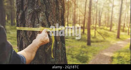 deforestazione e valutazione forestale - uomo che misura la circonferenza di un pino con un righello nastro. copia spazio Foto Stock