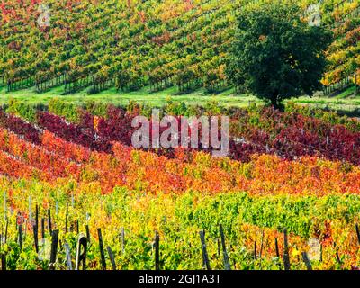 Europa;l'Italia" Montepulciano;Autunno vigneti in full color vicino a Montepulciano Foto Stock