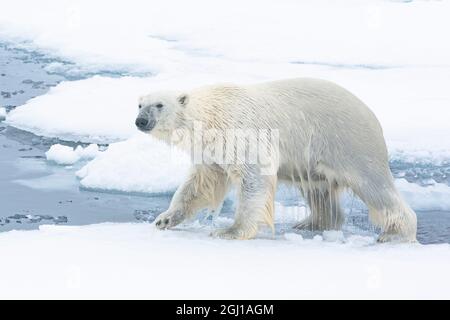 A nord di Svalbard, impacco di ghiaccio. Un orso polare emerge dall'acqua.