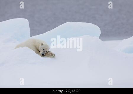 A nord di Svalbard, impacco di ghiaccio. Un orsetto polare maschio molto vecchio poggiato sul ghiaccio della confezione.