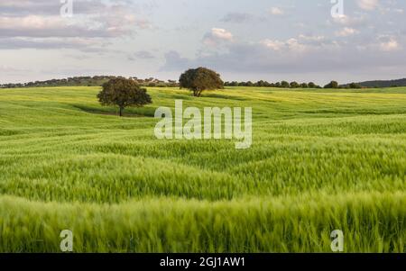 Paesaggio con campi di grano vicino Mertola nella riserva naturale Parque Natural do Vale do Guadiana nel Alentejo Europa, Europa meridionale, Portu Foto Stock