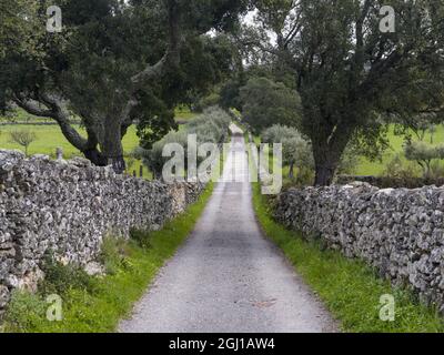 Quercia da sughero (Quercus suber) nell'Alentejo. L'Europa, l'Europa del sud, Portogallo Alentejo Foto Stock