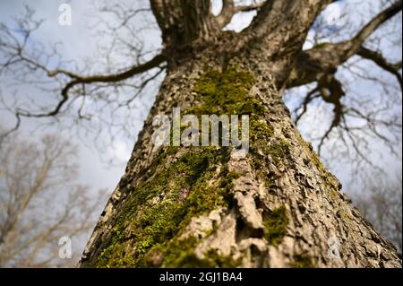 Albero di noce in autunno, inverno, coperto di muschio verde Foto Stock