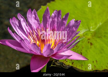 Giglio d'acqua blu del Capo Foto Stock