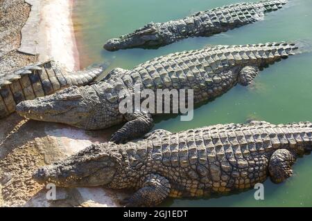 Molti coccodrilli si crogiolano al sole sulla riva Foto Stock