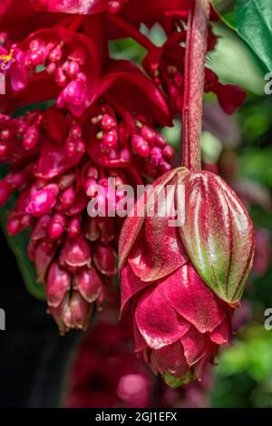 Uva rosa, Medinilla Foto Stock