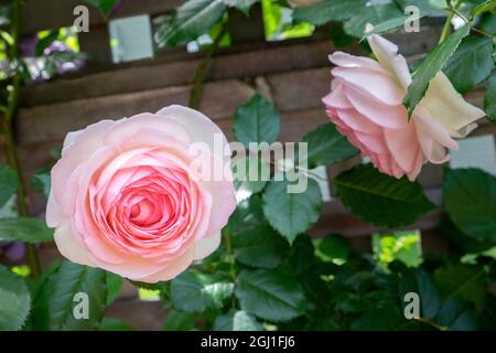 Rosa Pierre de Rosard, Eden, heirloom rosa, Stati Uniti Foto Stock